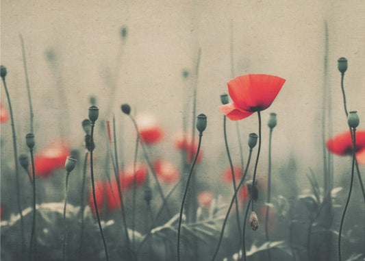 Mohnblumen im Nebel | Tapete