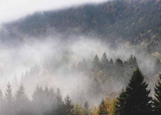 Nebliger Wald 9 | Poster