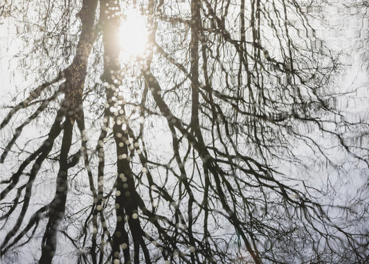 Winterreflexionen 3 | Poster
