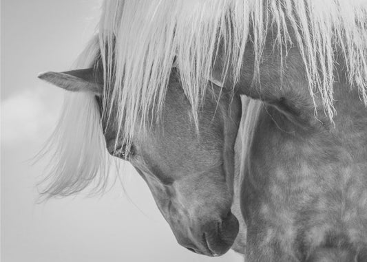 Haflinger-Porträt II | Leinwand