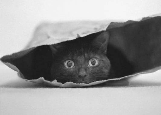 Katze im Sack | Tapete