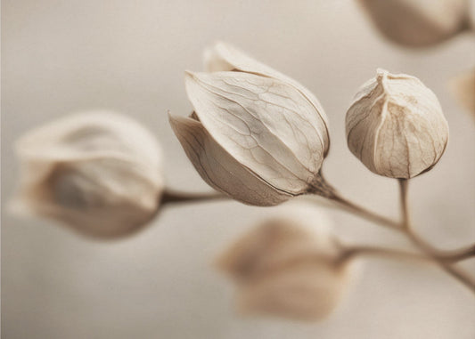 Whispering Petals | Wallpaper