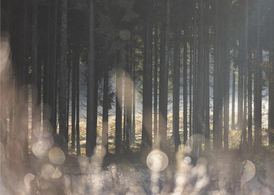 Forest Glow 1 | Canvas