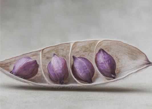 Lila Pod Harmony | Tapete