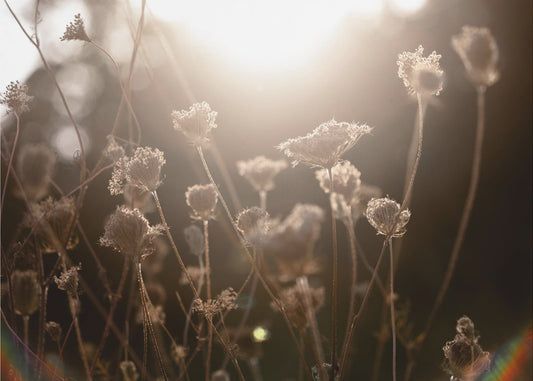 Warmes Winterlicht 3 | Poster
