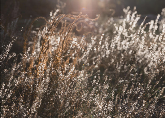 Warmes Winterlicht 4 | Poster