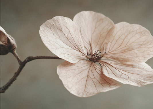 Zarte Blüte | Tapete