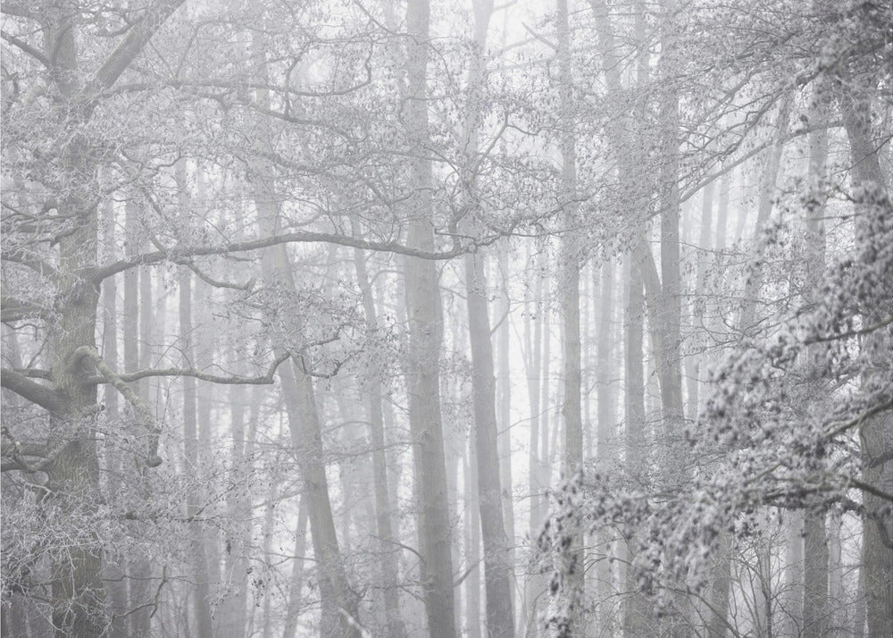 Nebliger Wintermorgen 2 | Poster