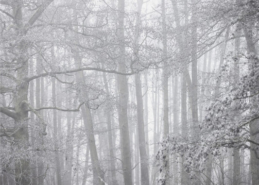 Nebliger Wintermorgen 2 | Poster