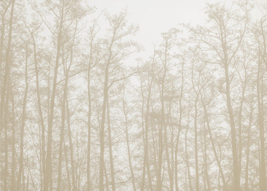 Baumsilhouetten 1 | Poster