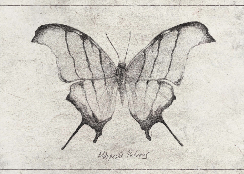 Marpesia Petreus | Leinwand