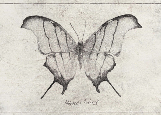 Marpesia Petreus | Leinwand