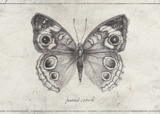 Schmetterling präsentiert komplizierte Flügel | Leinwand