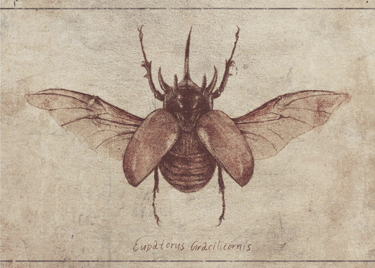 Eupatorus Gracilicornis Kopie | Leinwand