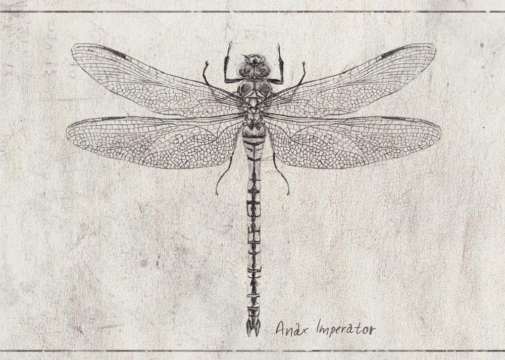 Majestät im Flug Anax Imperator | Leinwand