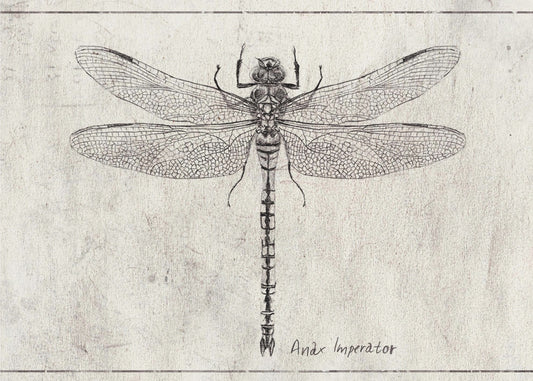 Majestät im Flug Anax Imperator | Leinwand