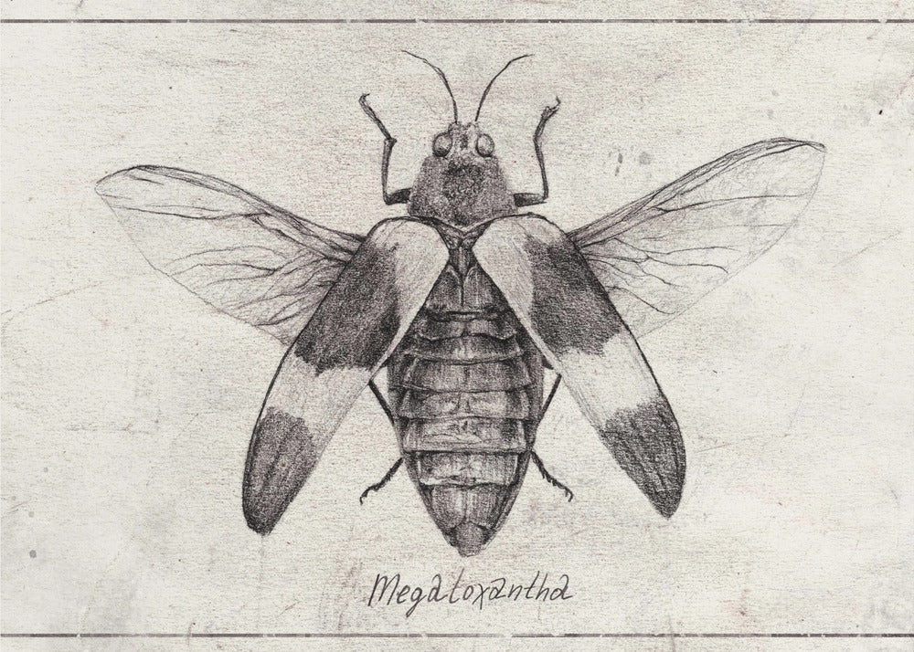 Komplexe Insektenskizze | Poster