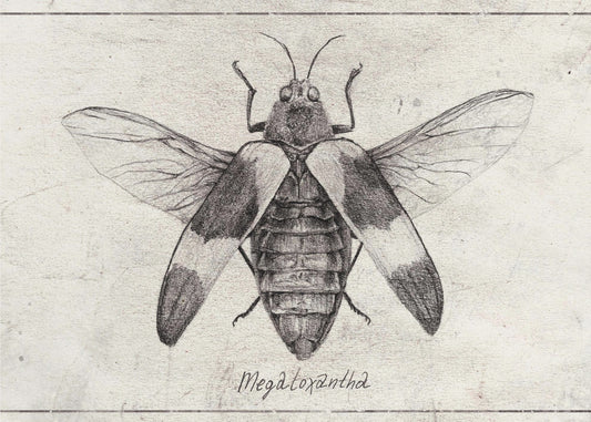Intricate Insect Sketch | Poster