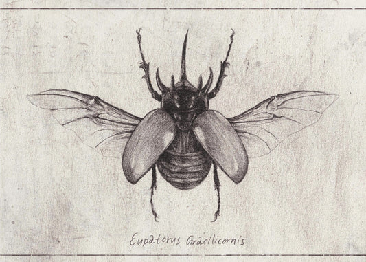 Bleistiftzeichnung eines Käfers Eupatorus Gracilicornis | Leinwand