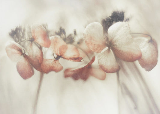 Bloomed | Poster
