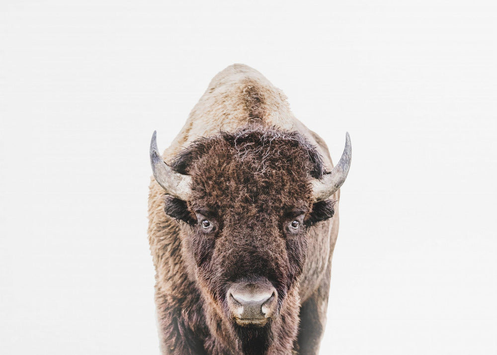 Bison | Leinwand