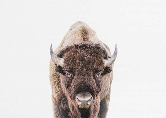 Bison | Leinwand