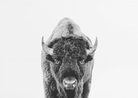 Bison Bw | Leinwand