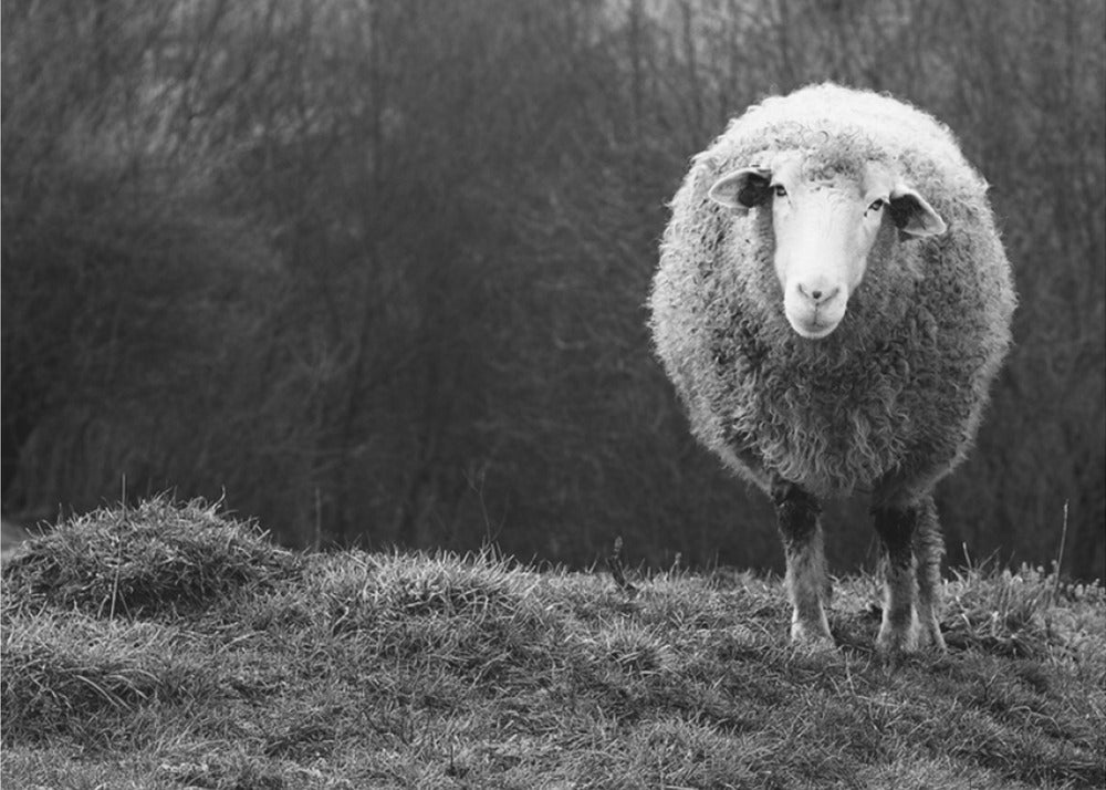 Wunderndes Schaf | Leinwand