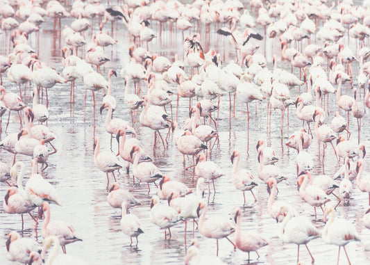 Flamingos | Leinwand