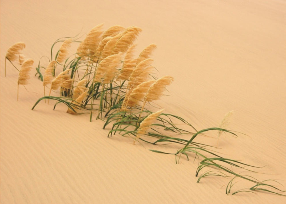 Pampas Grass in Sand Dune | Poster