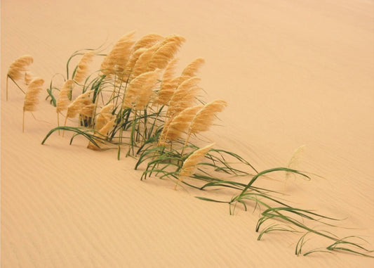 Pampas Grass in Sand Dune | Poster