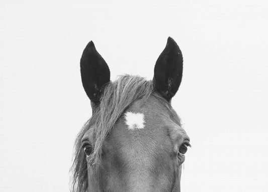 Guckendes Pferd | Leinwand