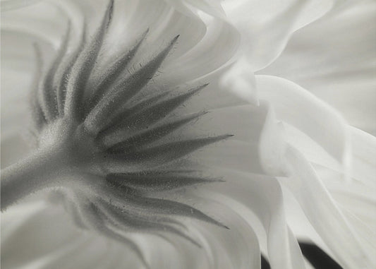 Ringelblume | Tapete