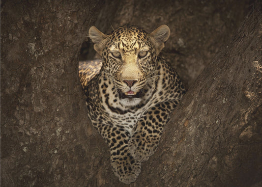 Leopard ruht auf einem Baum in der Masai Mara | Hintergrundbild