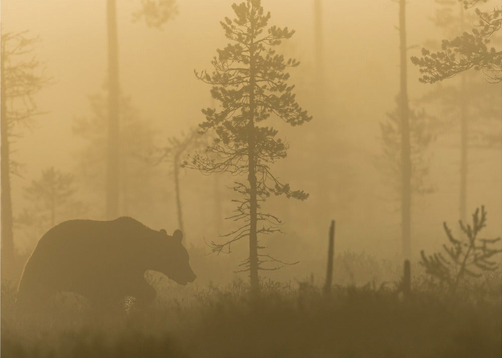 Morgennebel | Poster
