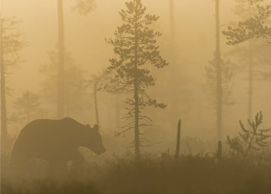 Morgennebel | Poster
