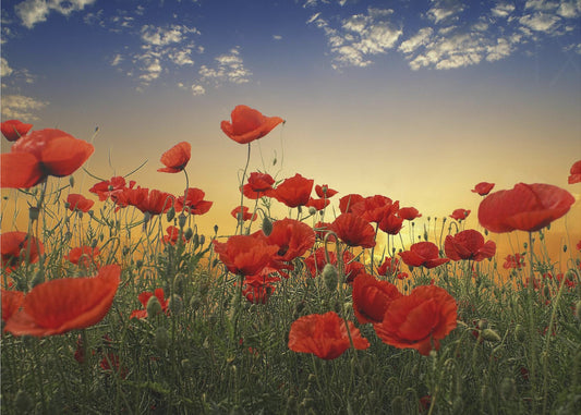Mohnblumen | Leinwand