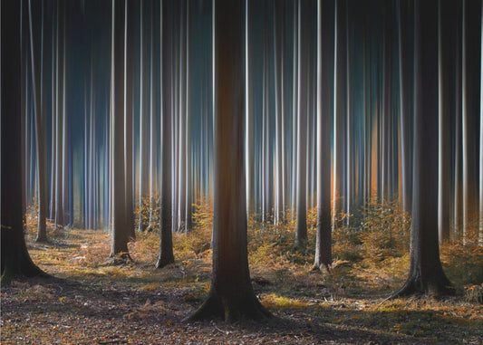 Mystisches Holz | Leinwand