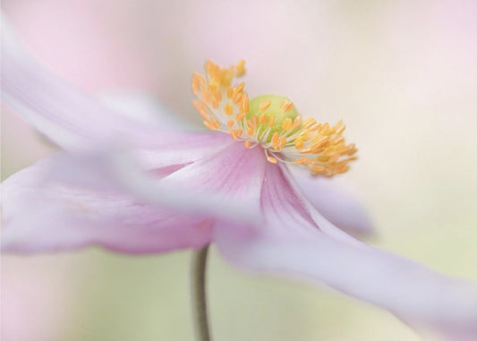 Japanische Anemone | Leinwand