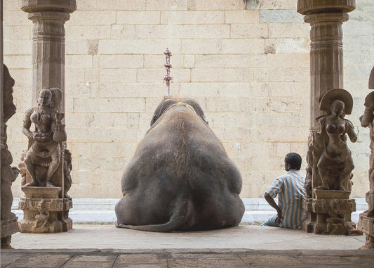 Der Elefant und sein Mahot | Poster