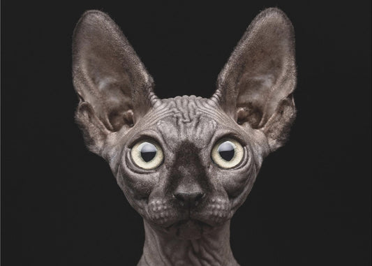Sphynx Katze | Leinwand