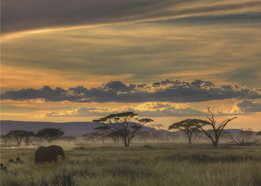 Afrika | Leinwand