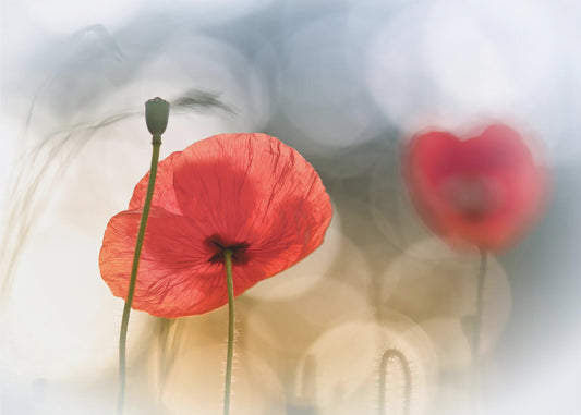Morgenmohn | Poster
