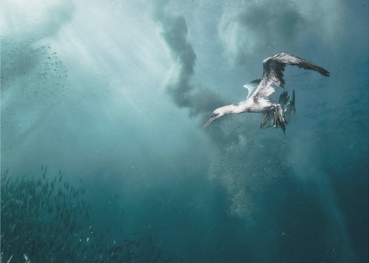 Taucher | Poster