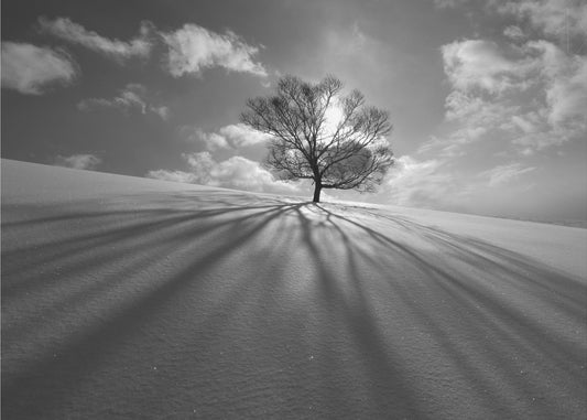 Baumschatten | Tapete