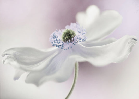 Anemone breeze | Poster