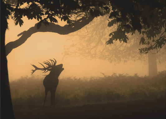 der Liebesruf | Hintergrundbild