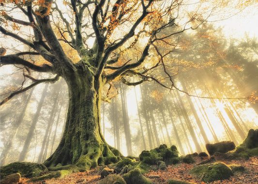 November | Hintergrundbild