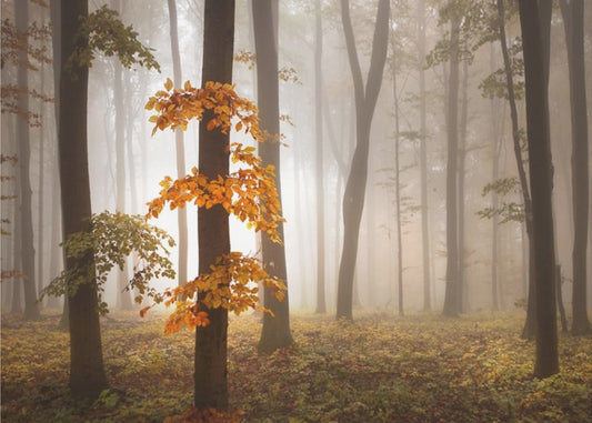 Im Novemberlicht | Tapete