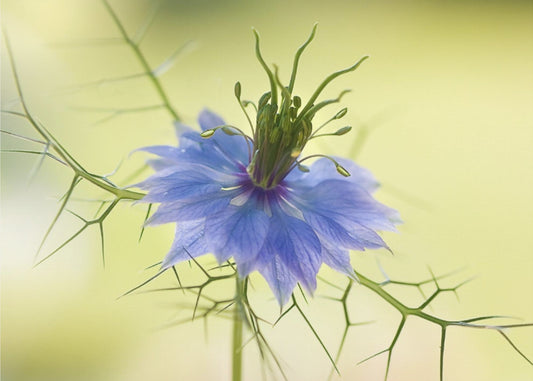 Nigella | Leinwand